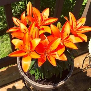 Meet your Posher, Cecilia